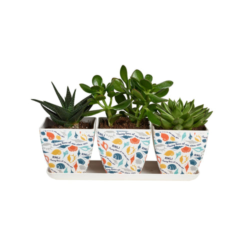 RNLI Shells Bamboo Pots, Set of 3