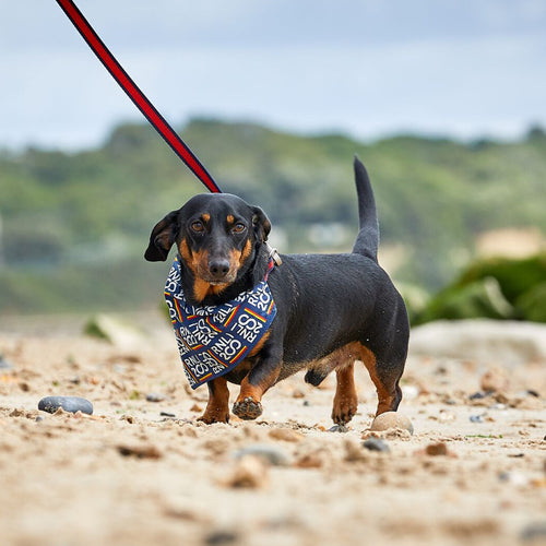 A little dachshund walking along the beach wearing an RNLI 200 bandana.