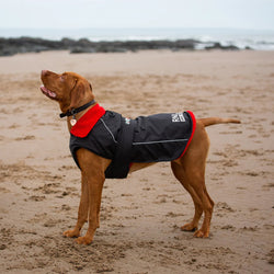 A brown dog wearing a black and red RNLI dryrobe® dog coat at the beach.