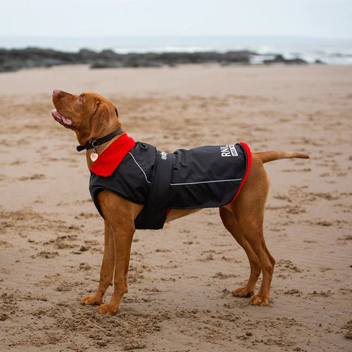 A brown dog wearing a black and red RNLI dryrobe® dog coat at the beach.