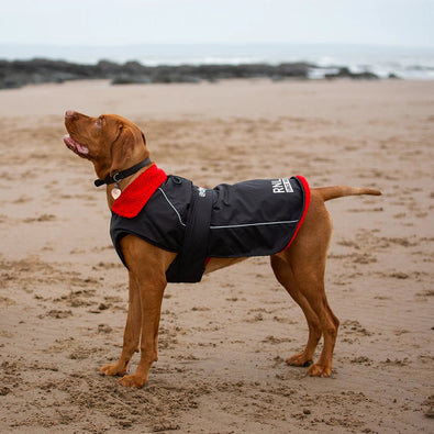 A brown dog wearing a black and red RNLI dryrobe® dog coat at the beach.