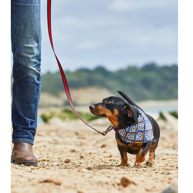 RNLI Stripe Dog Lead, Navy/Red
