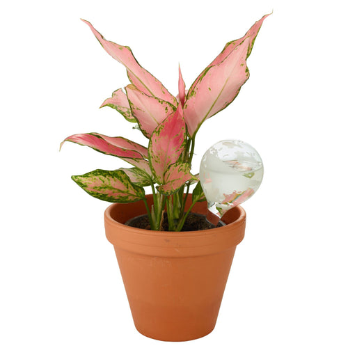 Globe Plant Waterer