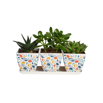 RNLI Shells Bamboo Pots, Set of 3