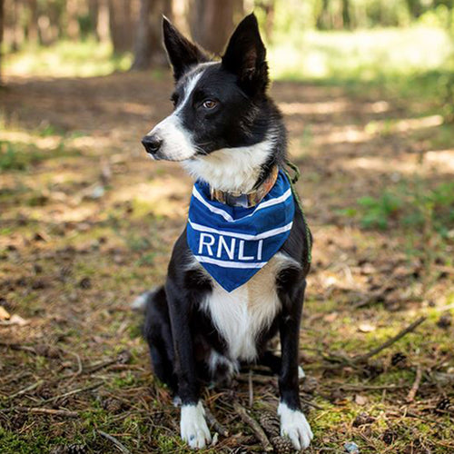 RNLI Stripe Dog Bandana
